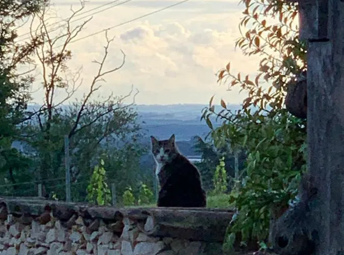 La Dependance De Bazin * Marmande