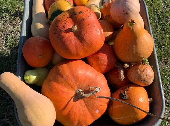 La Dependance De Bazin 別荘 *