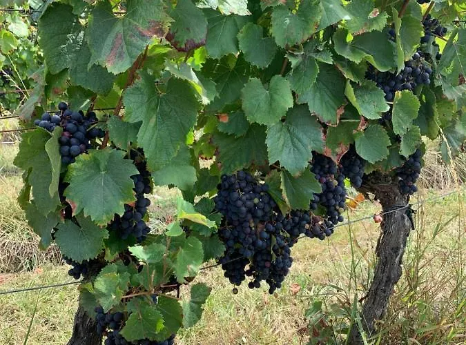 別荘 La Dependance De Bazin *